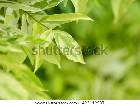  nature view of green leaf on blurred greenery background 