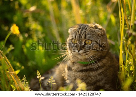 Fold cat sits in the grass in the evening at sunset	