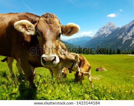 brown cow grazing on meadow in mountains. Cattle on a pasture Royalty-Free Stock Photo #1423144184