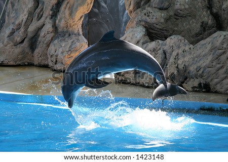 Dolphin jumping in pool