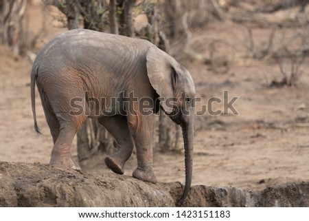 A dusty elephant calf carefully tries to descend the high edge to a waterhole. Photographed in the Kruger National Park in South Africa.
