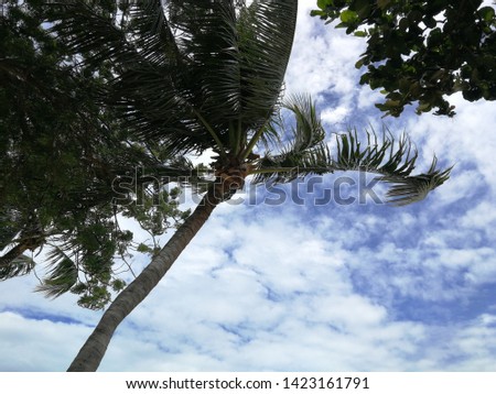 coconut leaf on the beach