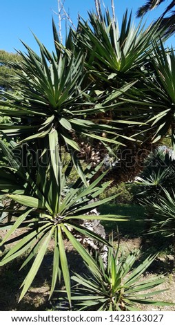 palm tree bush in the botanical garden