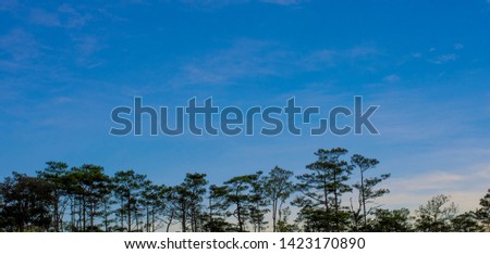 Tree line in the forest and blue sky backdrop with free space