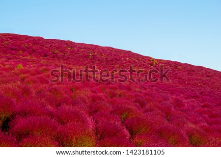Bassia scoparia or Kochia or red grass flowers That will change the color to red before entering the fall Very beautiful