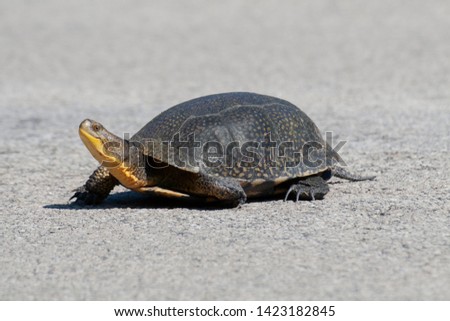 Endangered Blandings Turtle in Northern Michigan Royalty-Free Stock Photo #1423182845