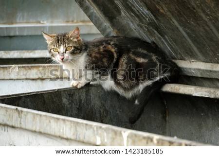 A cat looking for food in the dump                      