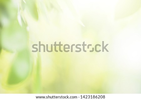 Green Background The appearance of soft leaves And with light shining through nature. suitable as a wallpaper 
Background presenter. pictures computer screen