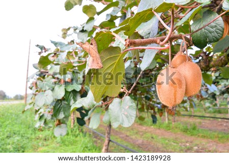 Photo Picture of Kiwi Fruit Plantaion Tree