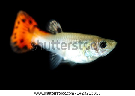 Little fish on a black background .
