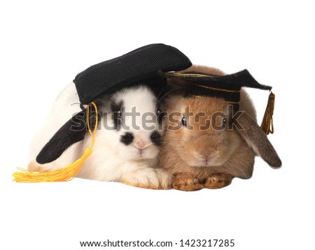 Two rabbits lying closely to each other wearing graduation cap on white background.  Education, graduation concept.