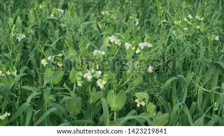 Peas and oats detail for green fertilization mulch field and soil nutrition for other crops and green manure farming organic, important for agricultural production, cover crop agricultute