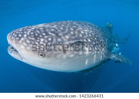 Super close up fisheye wide angle image of a giant Whale Shark,  the biggest fish on the planet, passing in front of the camera in clear blue water, scuba diving indonesia