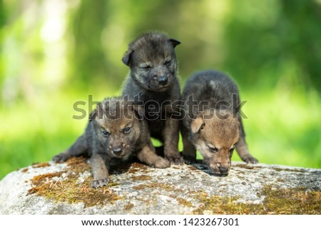 Two weeks old cubs of grey wolf Royalty-Free Stock Photo #1423267301