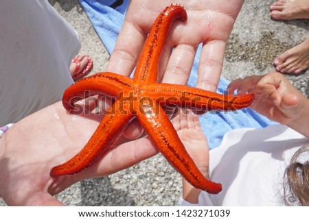     Starfish ( seastar ) in the hands of children - Framura , Liguria 5 Terre, Italy                            