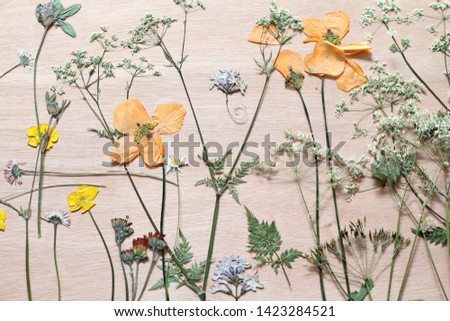 Pressed spring flowers on a wooden board, yellow poppies , buttercups, cow parsley and dandelions. A traditional craft , hobby for pictures, journaling  or scrap booking 