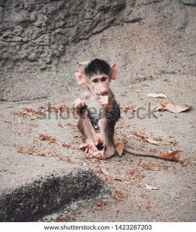 Little monkey eating a carrot 