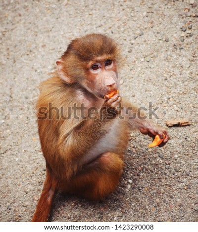 Little fluffy monkey eating a carrot
