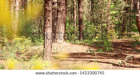 Pine trunks in the forest with golden sunlight, glade with yellow flowers. Concept of walking for health, wild tourism. Web banner