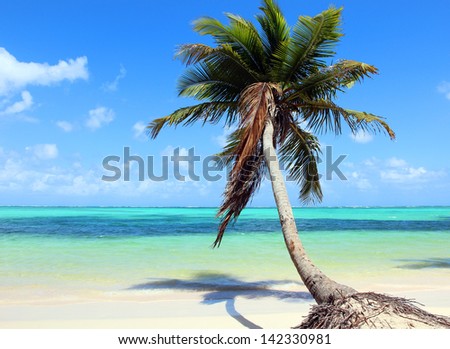Beautiful tropical beach with coconut palm and blue sky. The picture was taken at the Bavaro beach, Punta Cana, Dominican Republic