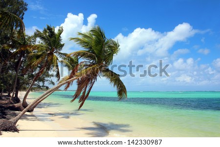 Beautiful tropical beach with coconut palms and blue sky. The picture was taken at the Bavaro beach, Punta Cana, Dominican Republic