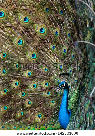 Bright colorful peacock with colorful tail fully opened. The picture was taken in Punta Cana, Dominican Republic