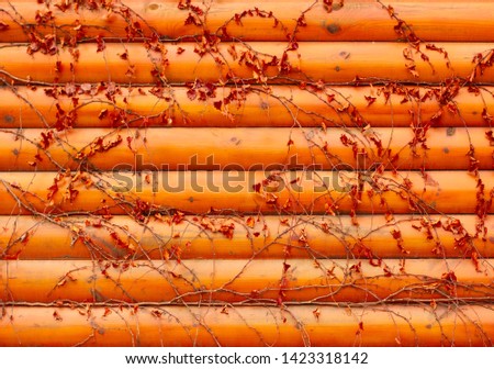 wooden orange wall background with autumn ivy