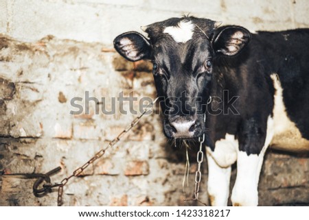 Cute young  calf lies in straw and looks alert