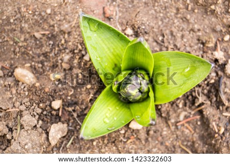 Hyacinth sprout come out from soil in early spring. Spring plant in garden at morning dew. Shallow depth of field image. Top view.