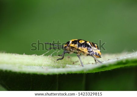 stink bug insect on plants
