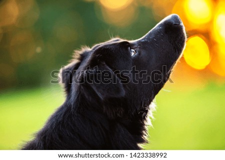 Border collie dog portrait in a beautiful sunset. Concepts of friendship, pets, togetherness.