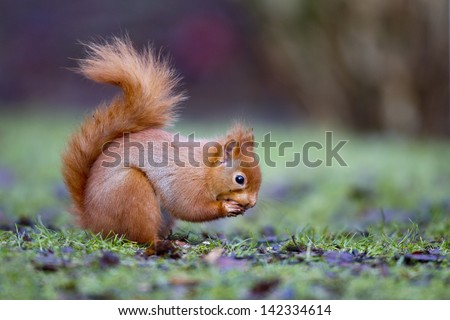 Red squirrel, Sciurus vulgaris, single animal on ground, Dumfries, Scotland, winter