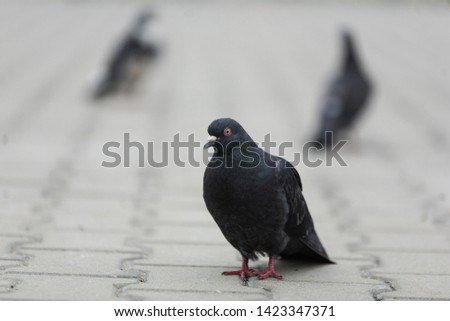 gray and black calm dove pigeon goes along the pavement