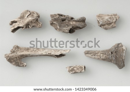Cat bones.Cat Skeleton Anatomy .cat skull.