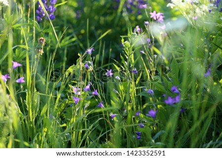 lilac flower cornflower summer juicy grass
