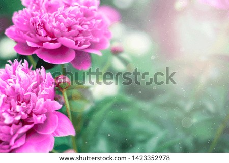 Pink flowers peonies flowering on background pink peonies. Peonies garden.