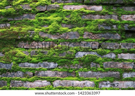 Old brick wall with green moss background