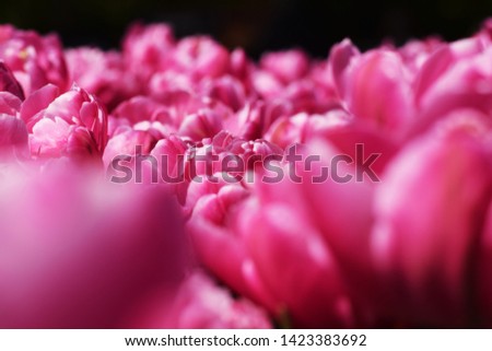 expanse of tulips in the park