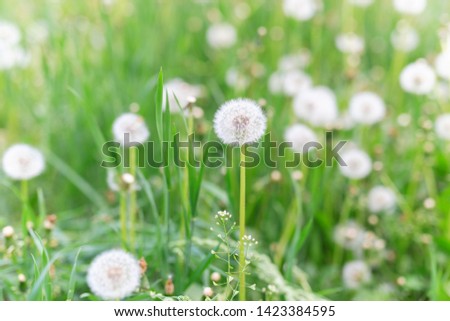 Dandelions and fresh green grass