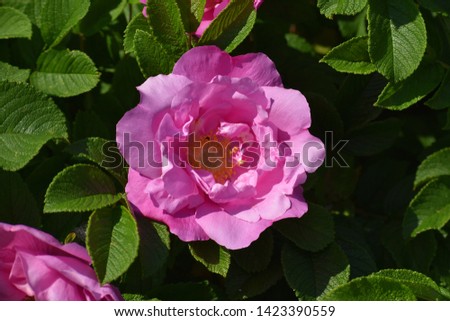 Beautiful pink garden rose.
Garden roses are one of the most popular hybrid roses that are grown as ornamental plants in private or public gardens. 
