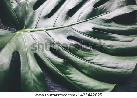 Green tropical leaf on black background. Monstera houseplant. Eco friendly photo.