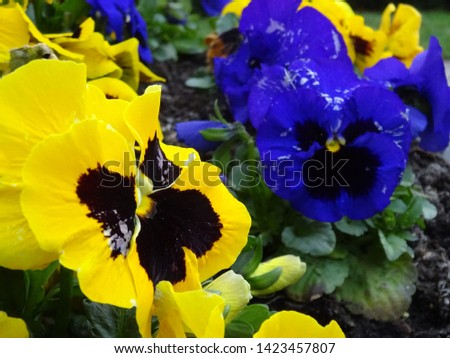 Yellow and blue garden pansies