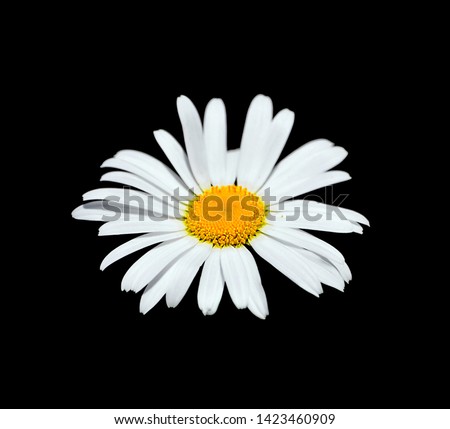 Chamomile flower isolated on a black background