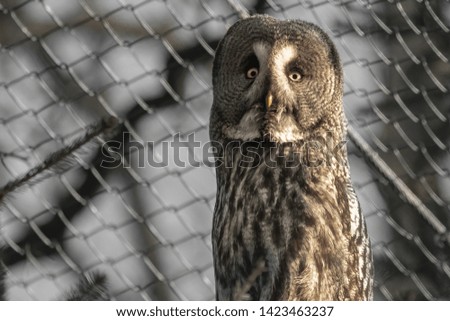 portrait of beautiful great grey owl