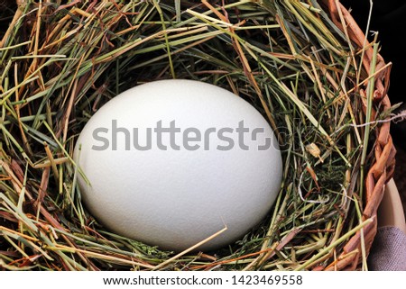 large, white ostrich egg in a wicker basket Royalty-Free Stock Photo #1423469558