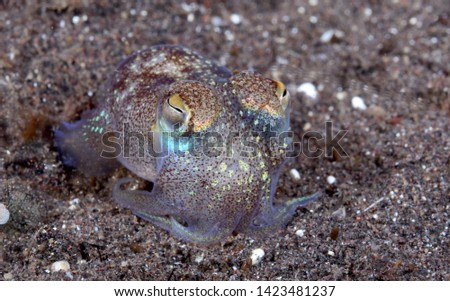 Amazing underwater world - Sepiadarium kochi - White-eyed bobtail squid. Tulamben, Bali, Indonesia.