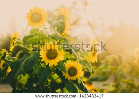Beautiful Sun Flower Background Summer 