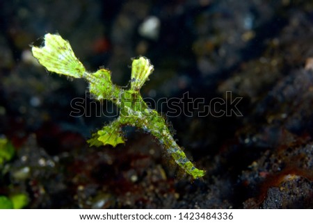 Underwater world - Halimeda Ghostpipeﬁsh (Solenostomus halimeda). Diving, macro photography. Tulamben, Bali, Indonesia.