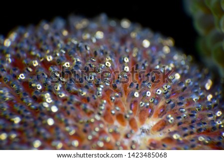 Underwater world - eggs of a Nemo clown fish. Diving, macro photography. Tulamben, Bali, Indonesia.