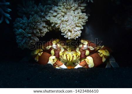 Underwater world - Harlequin swimming crab (Lissocarcinus laevis). Diving, macro photography. Tulamben, Bali, Indonesia.